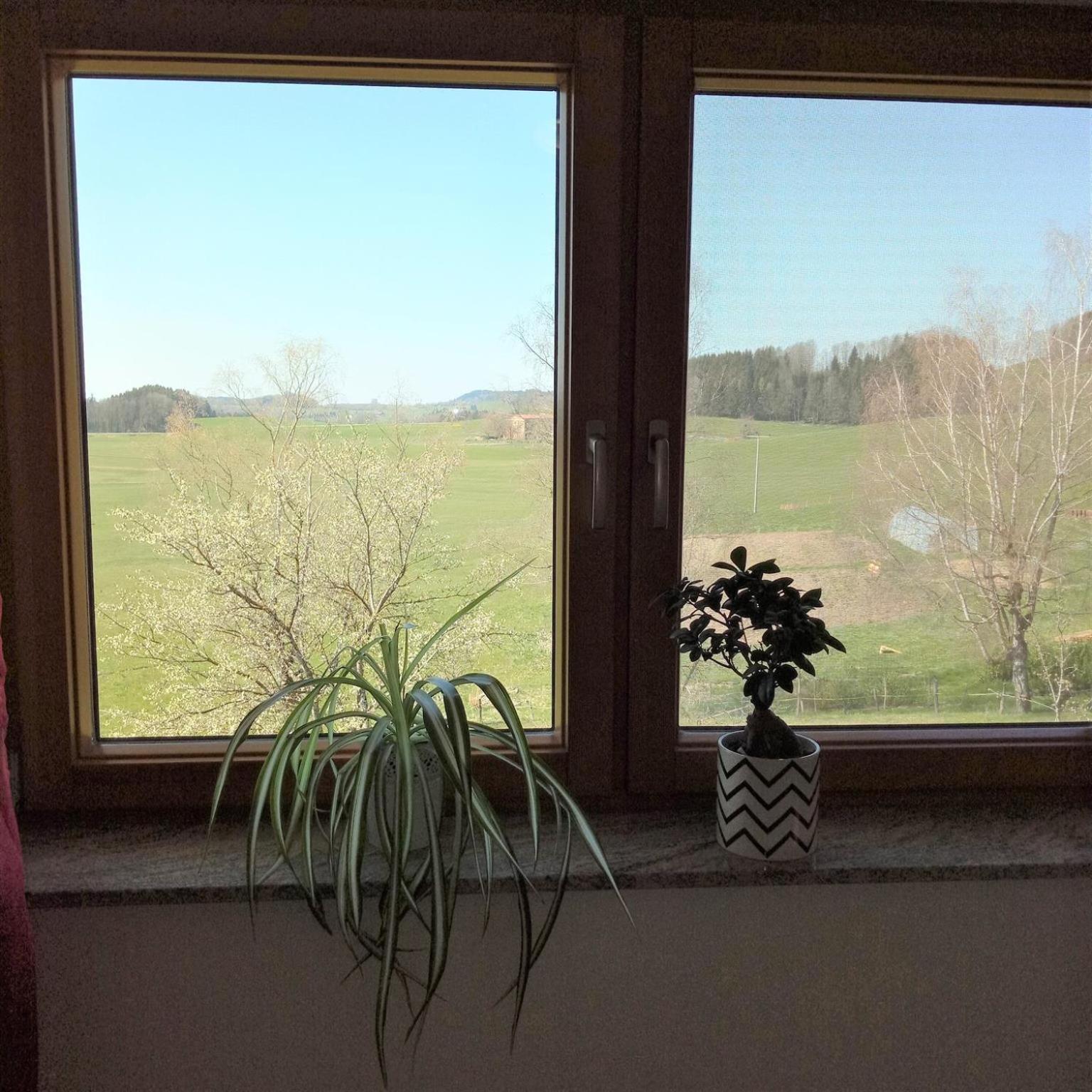 Gasthof Gruener Baum "Kongo" Amtzell Værelse billede